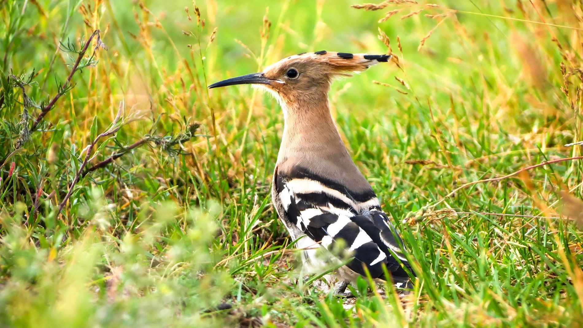 26 травня 2019 – яке свято в Україні та що не можна робити 26 травня 2019 – яке свято в Україні та що не можна робити
