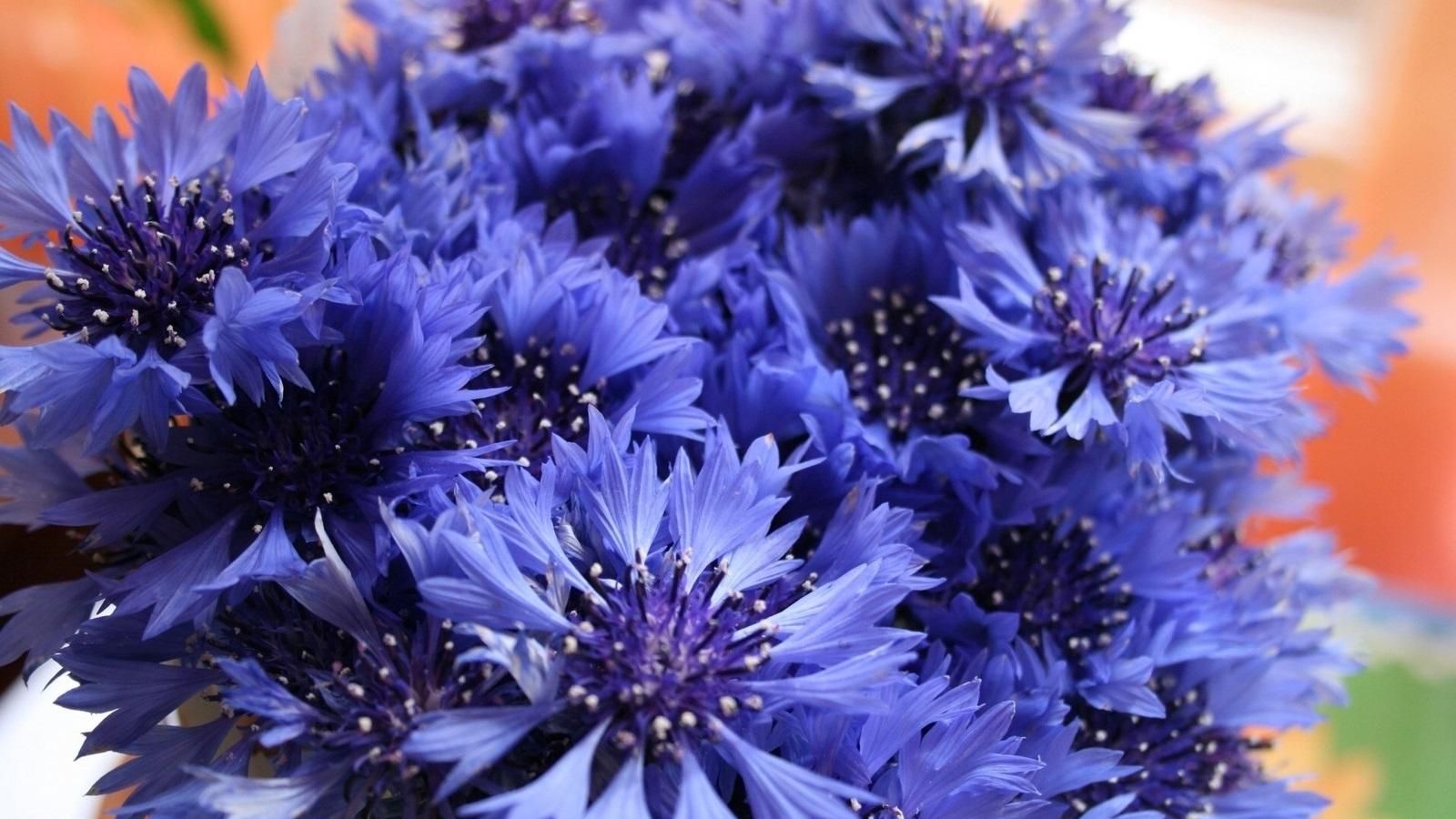 4 червня 2019 – свято в Україні та що не можна робити 4 червня 2019 4 червня 2019 – свято в Україні та що не можна робити 4 червня 2019