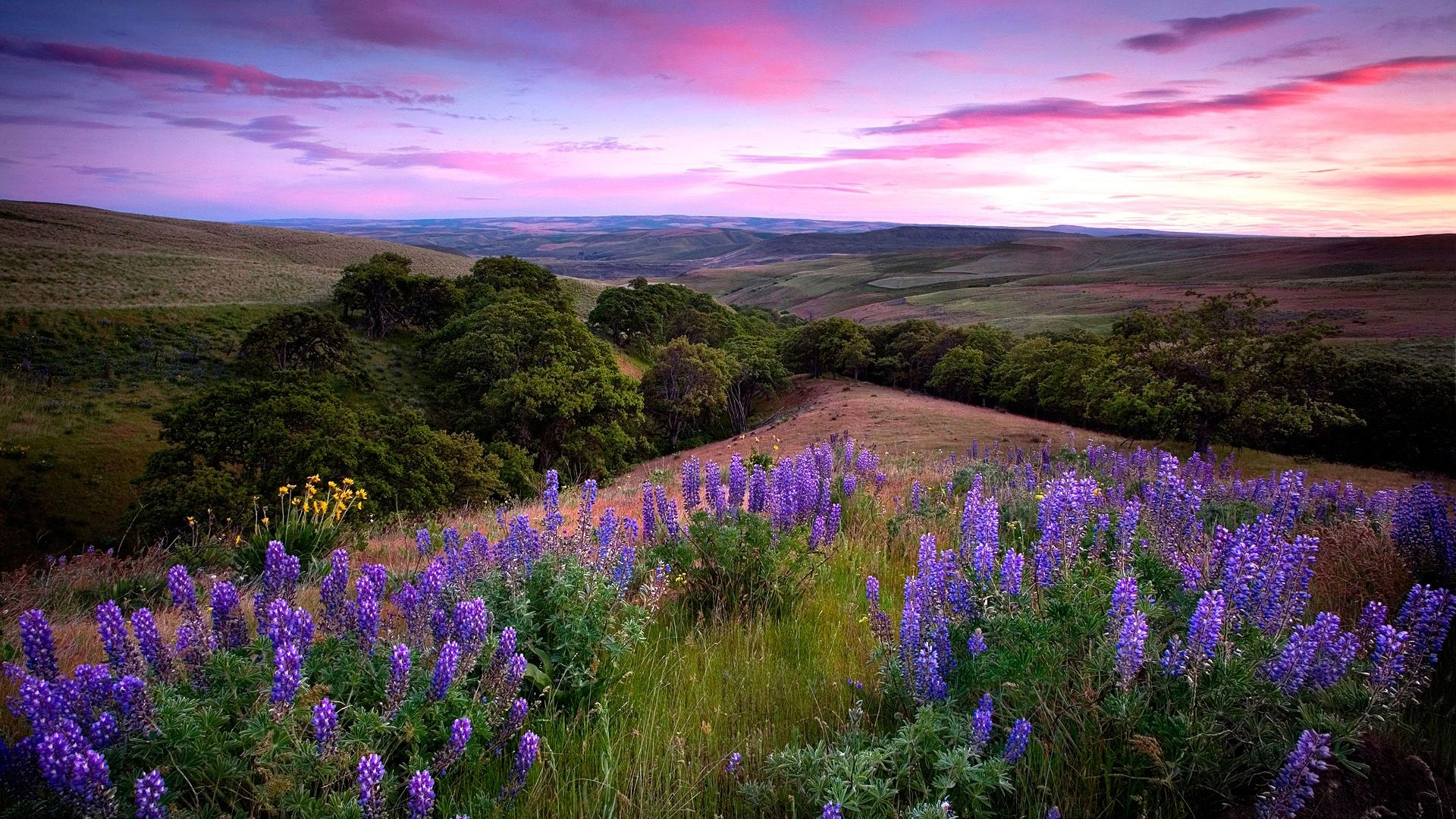 12 июня 2019 – какой праздник в Украине и что нельзя