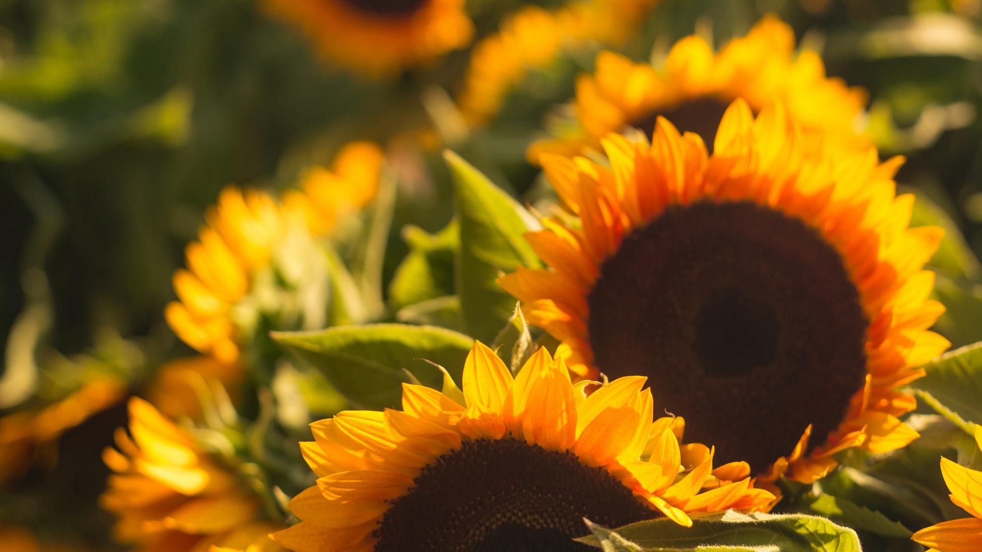 25 июня 2019 – какой праздник в Украине и что нельзя делать 25 июня 2019 – какой праздник в Украине и что нельзя делать