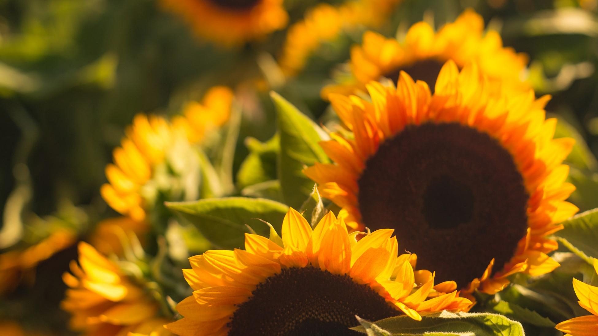 25 июня 2019 – какой праздник в Украине и что нельзя делать