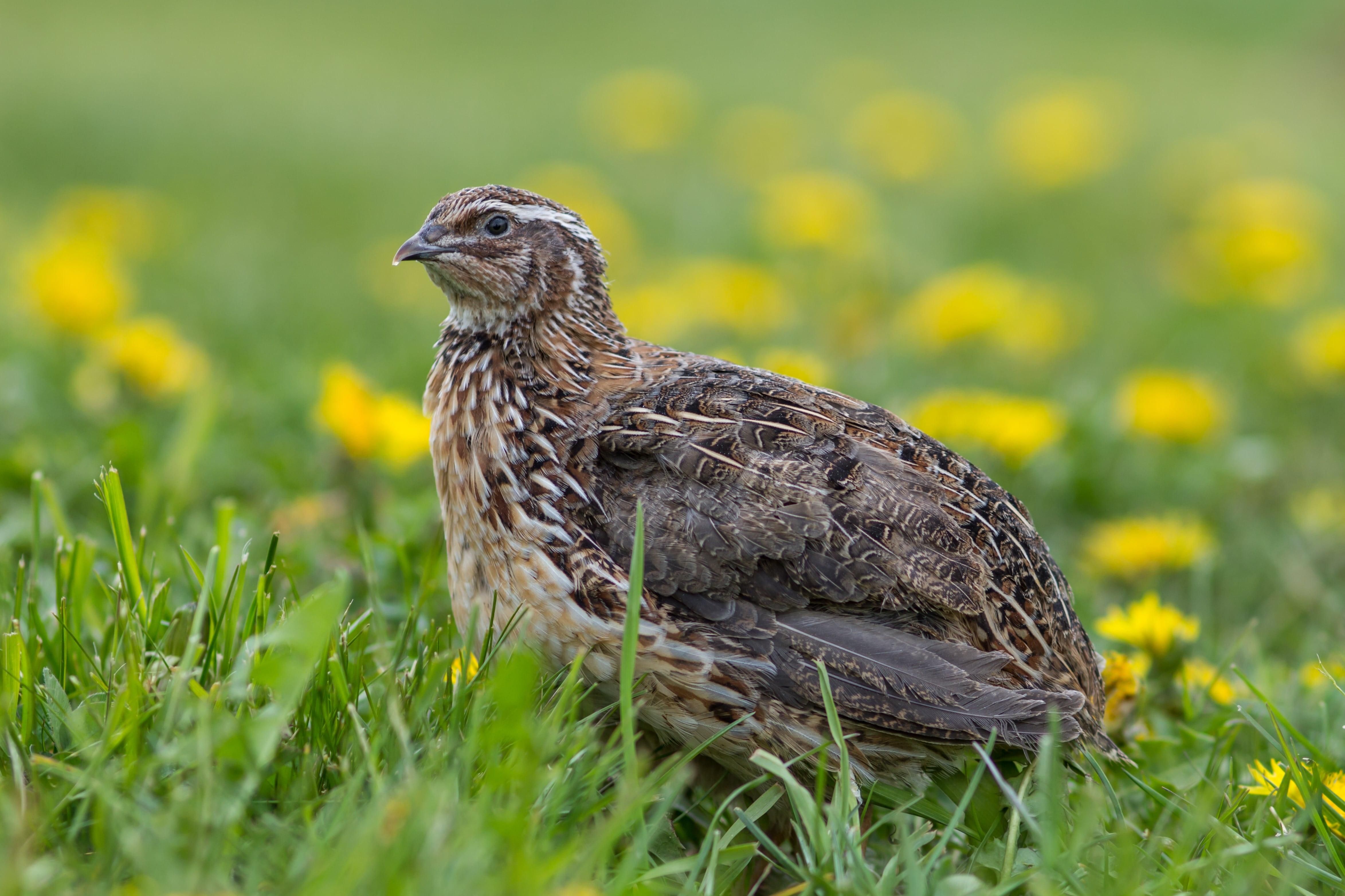 3 липня 2019 – яке свято в Україні та що не можна 3 липня 2019 – яке свято в Україні та що не можна
