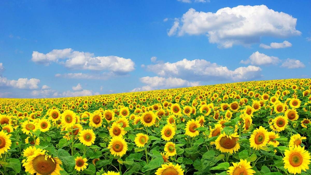 Вихідні у серпні 2019 на День Незалежності України 2019 – календар свят Вихідні у серпні 2019 на День Незалежності України 2019 – календар свят