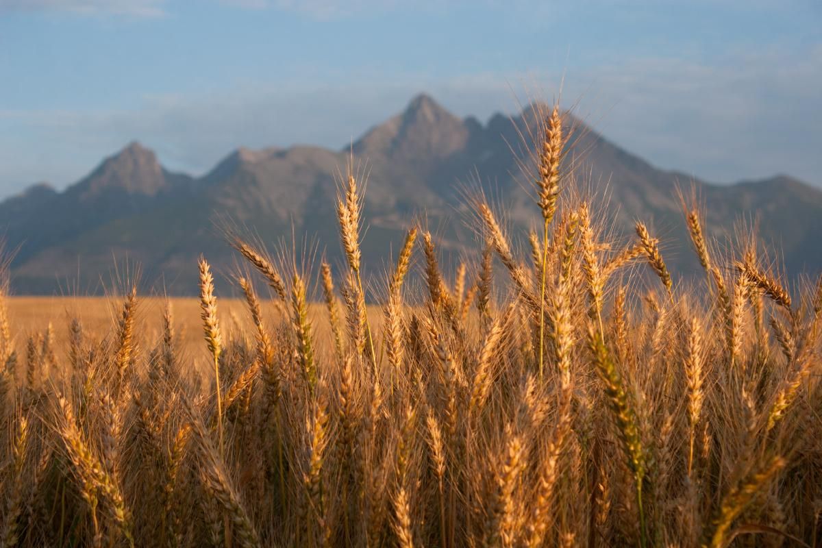 26 липня 2019 – яке свято в Україні та що не можна робити 26 липня 2019 – яке свято в Україні та що не можна робити