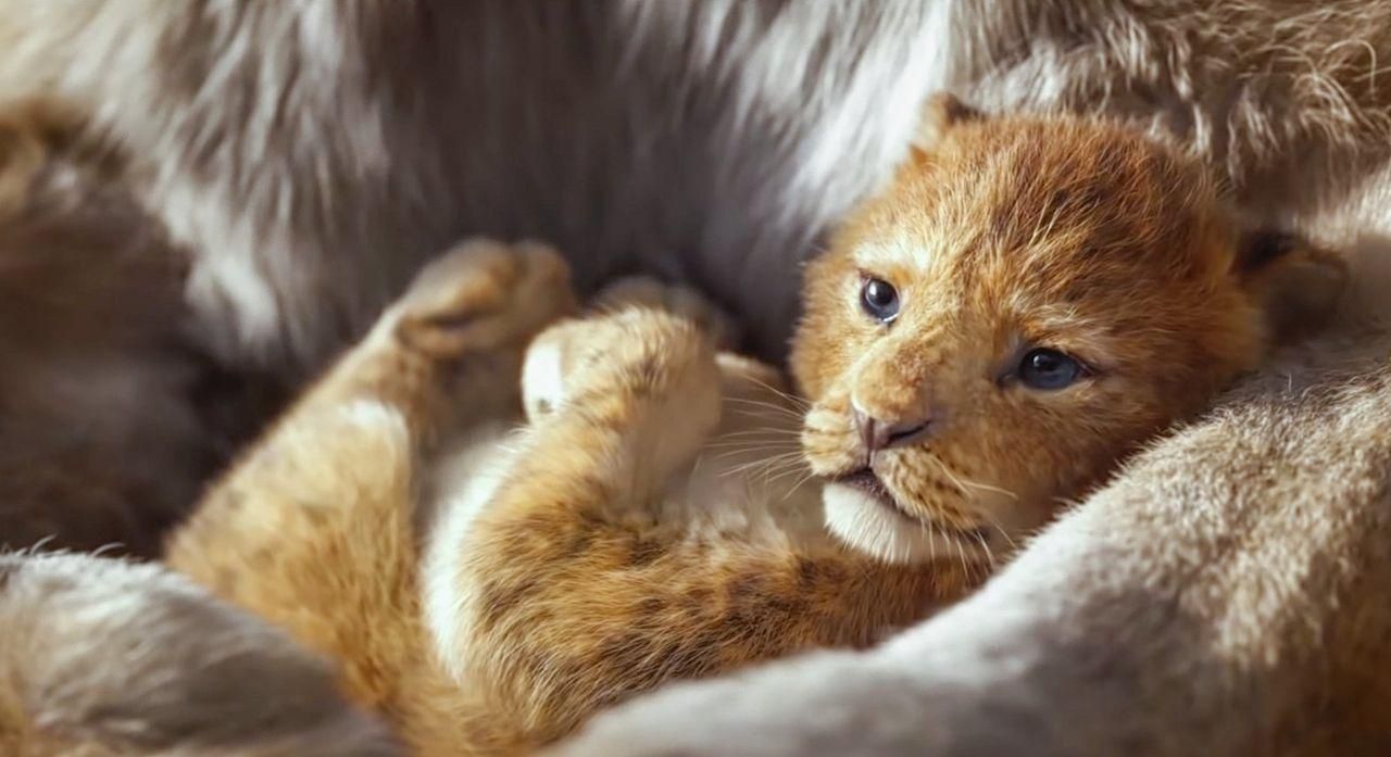 Какой львенок стал прототипом Симбы в "Короле Льве": миловидные фото из зоопарка