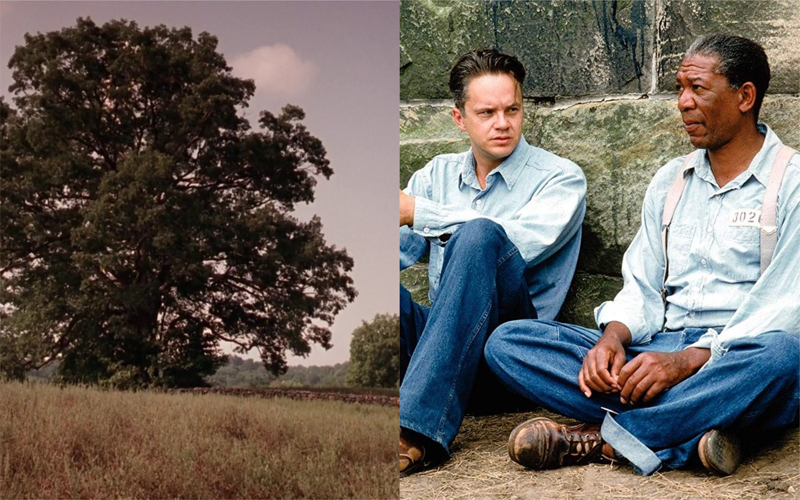 Дуб из фильма "Побег из Шоушенка" распилили на части для сувениров по случаю его 25-летия