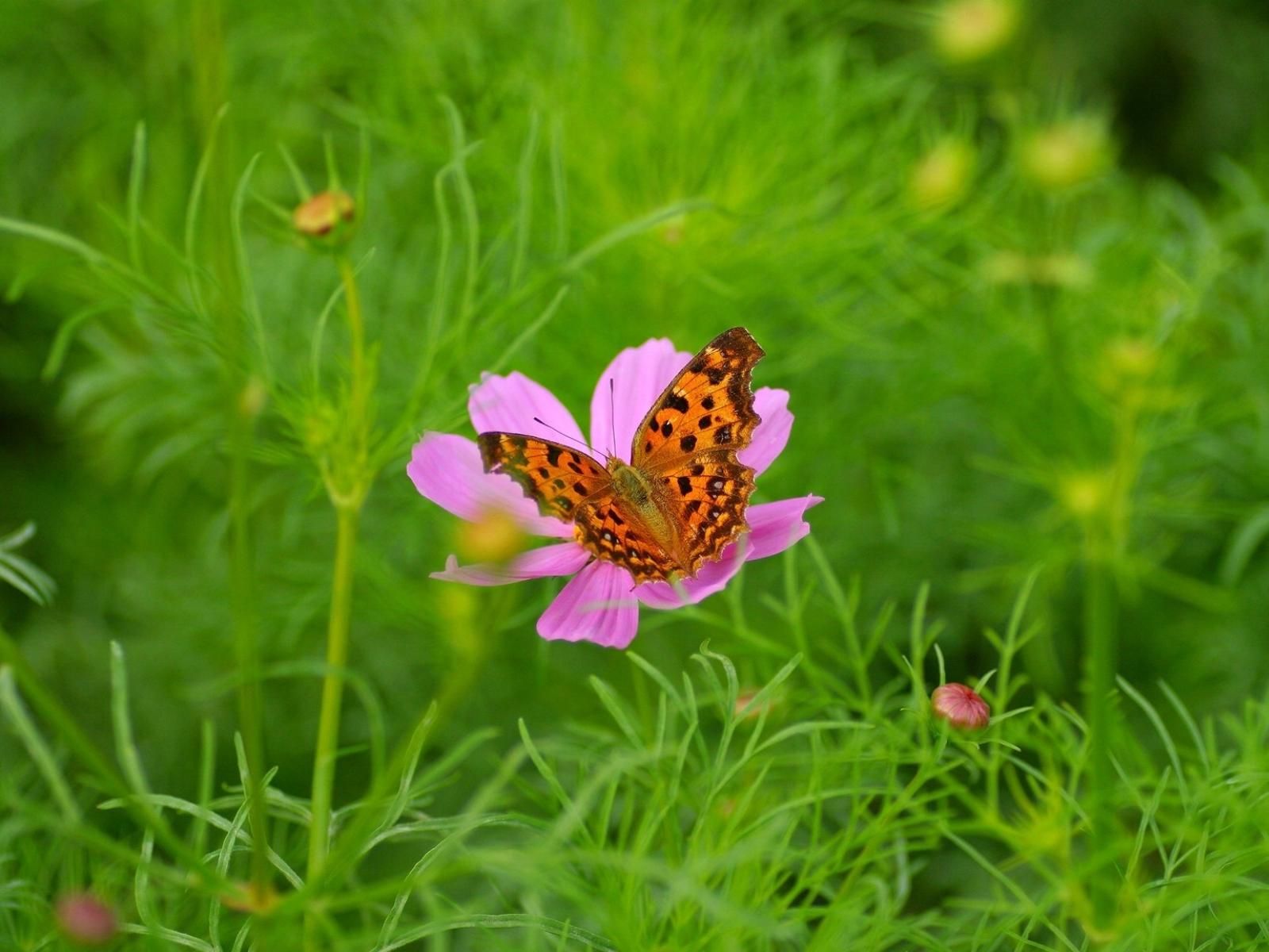 31 серпня 2019 – яке свято в Україні та що не можна робити 31 серпня 2019 – яке свято в Україні та що не можна робити