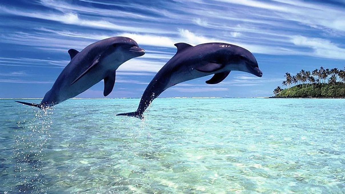 В Новой Зеландии туристам запретили плавать с дельфинами: подробности