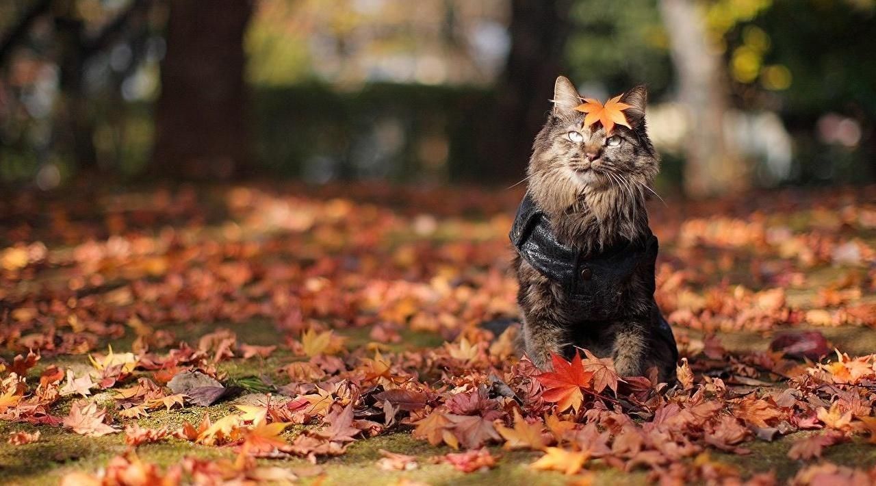 12 вересня 2019 – яке свято в Україні та що не можна 12 вересня 2019 – яке свято в Україні та що не можна