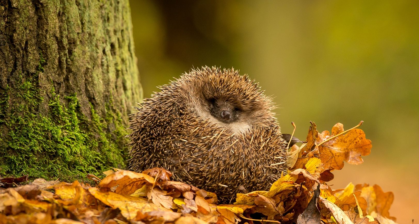 13 сентября 2019 – какой праздник в Украине и что нельзя