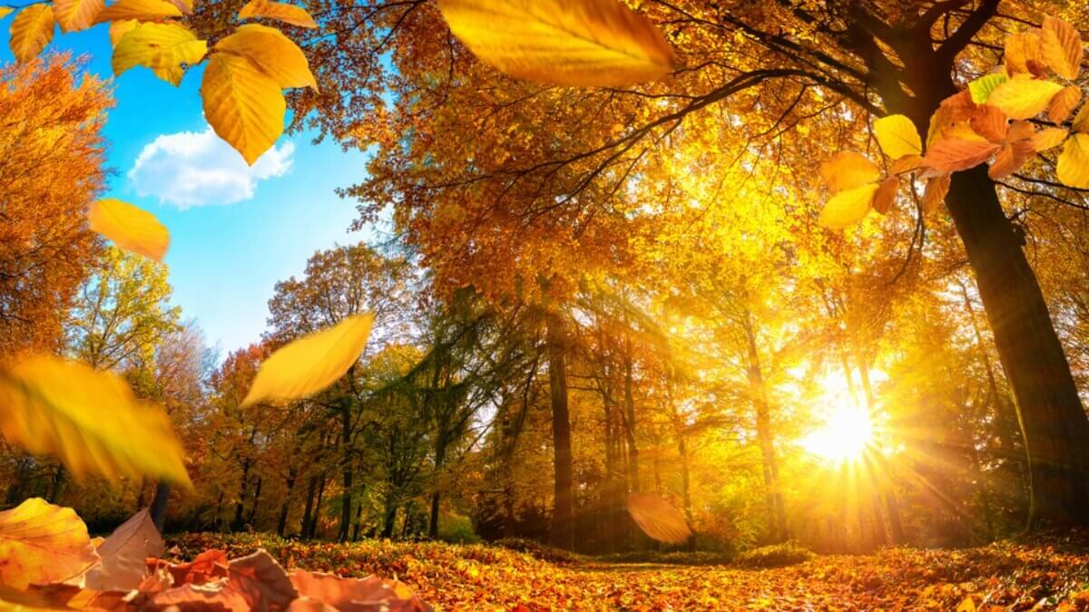 17 сентября 2019 – какой праздник в Украине и что нельзя