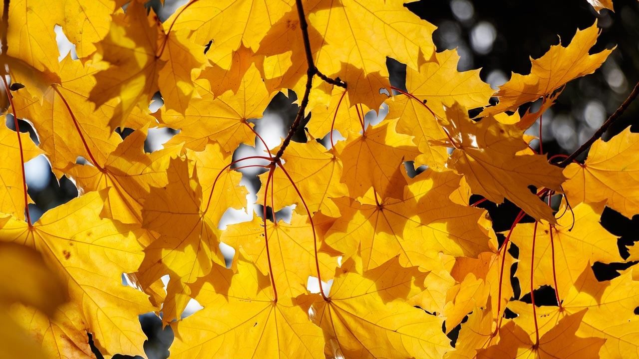 18 сентября 2019 – какой праздник в Украине и что нельзя делать 18 сентября 2019 – какой праздник в Украине и что нельзя делать