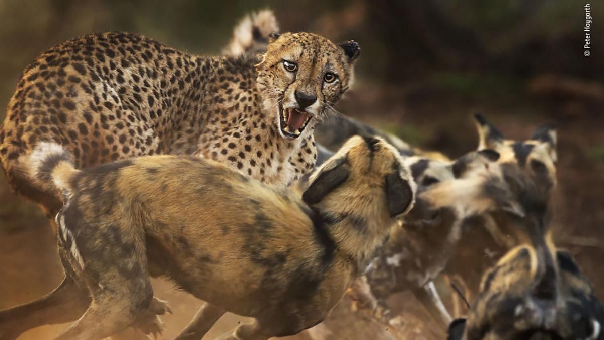 15 лучших фото дикой природы, которые стоит увидеть 15 лучших фото дикой природы, которые стоит увидеть