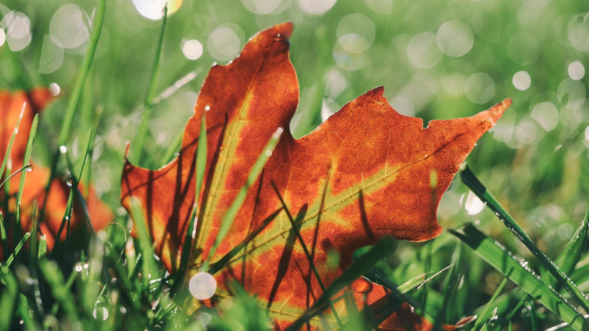 25 октября 2019 – какой праздник в Украине и что нельзя делать 25 октября 2019 – какой праздник в Украине и что нельзя делать