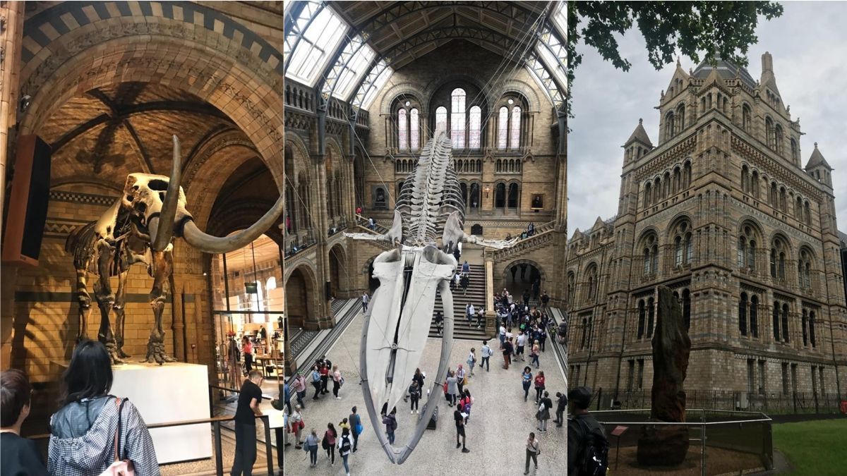 Музей природознавства у Лондоні звинуватили в сексизмі через велику кількість експонатів самців Музей природознавства у Лондоні звинуватили в сексизмі через велику кількість експонатів самців