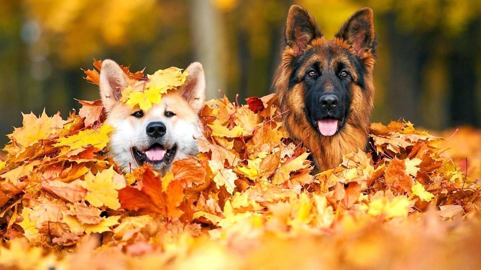 Выходные в ноябре 2019 Украина – праздники и выходные дни Выходные в ноябре 2019 Украина – праздники и выходные дни