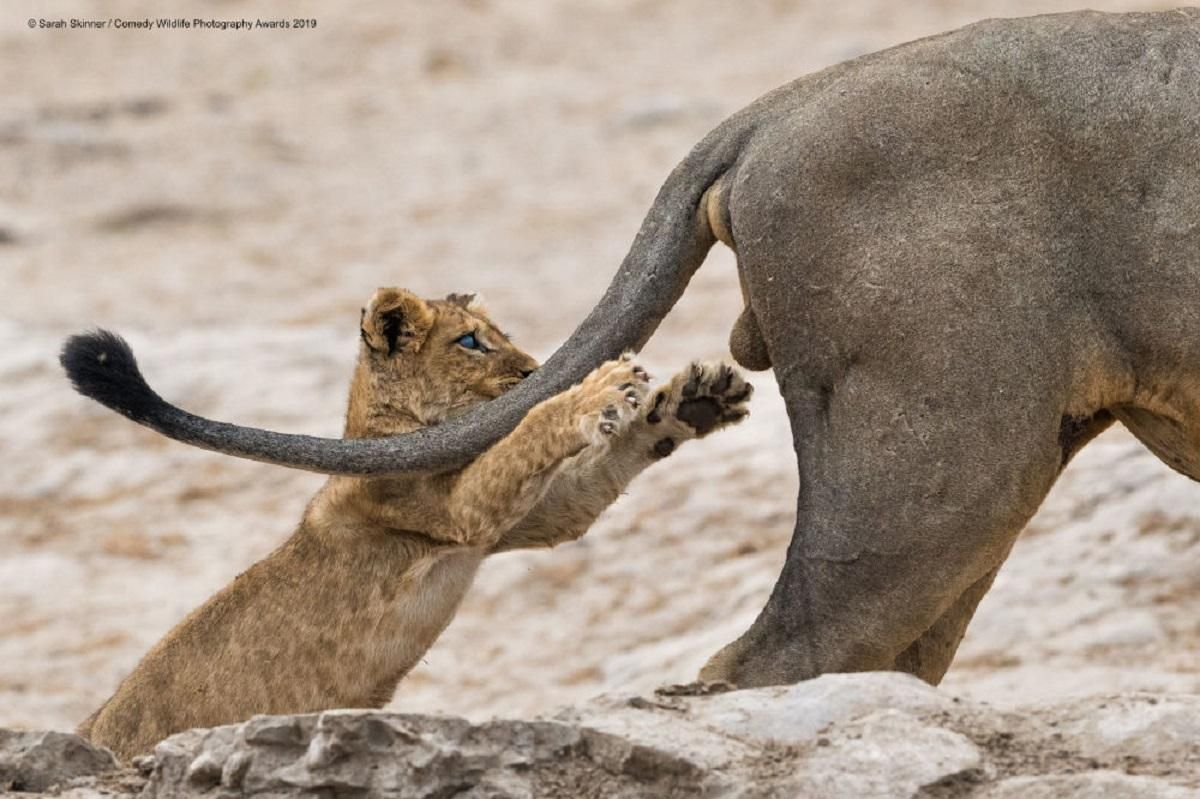 "Хапай життя за": названо переможця конкурсу найсмішніших фото диких тварин