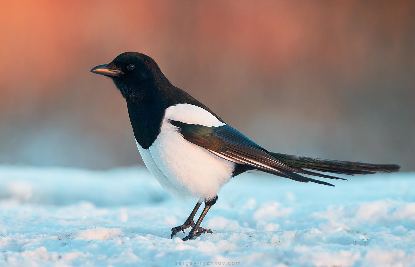 11 декабря 2019 – какой праздник в Украине и что нельзя делать 11 декабря 2019 – какой праздник в Украине и что нельзя делать