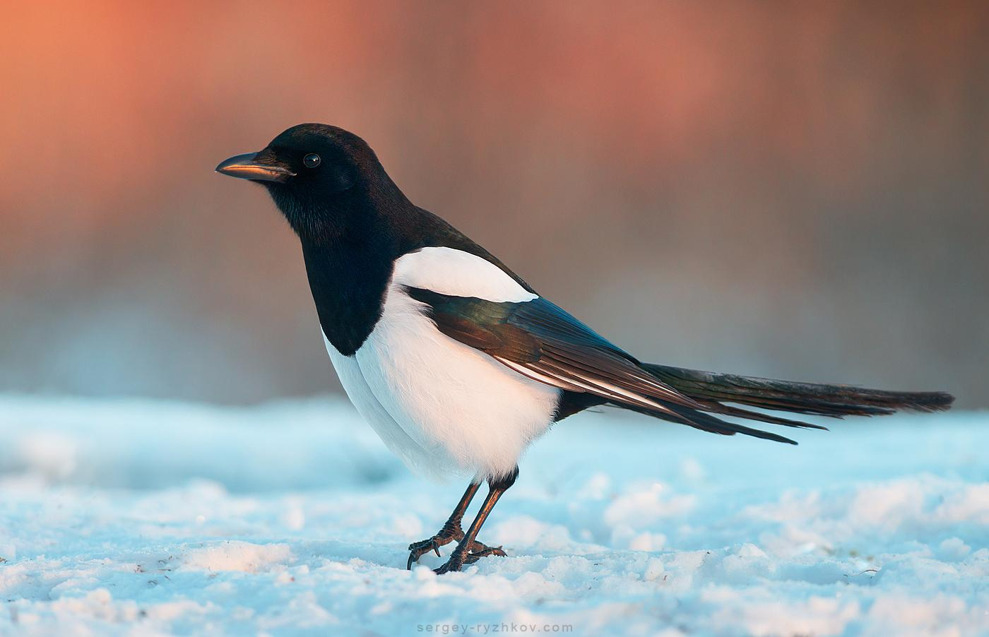 11 декабря 2019 – какой праздник в Украине и что нельзя делать