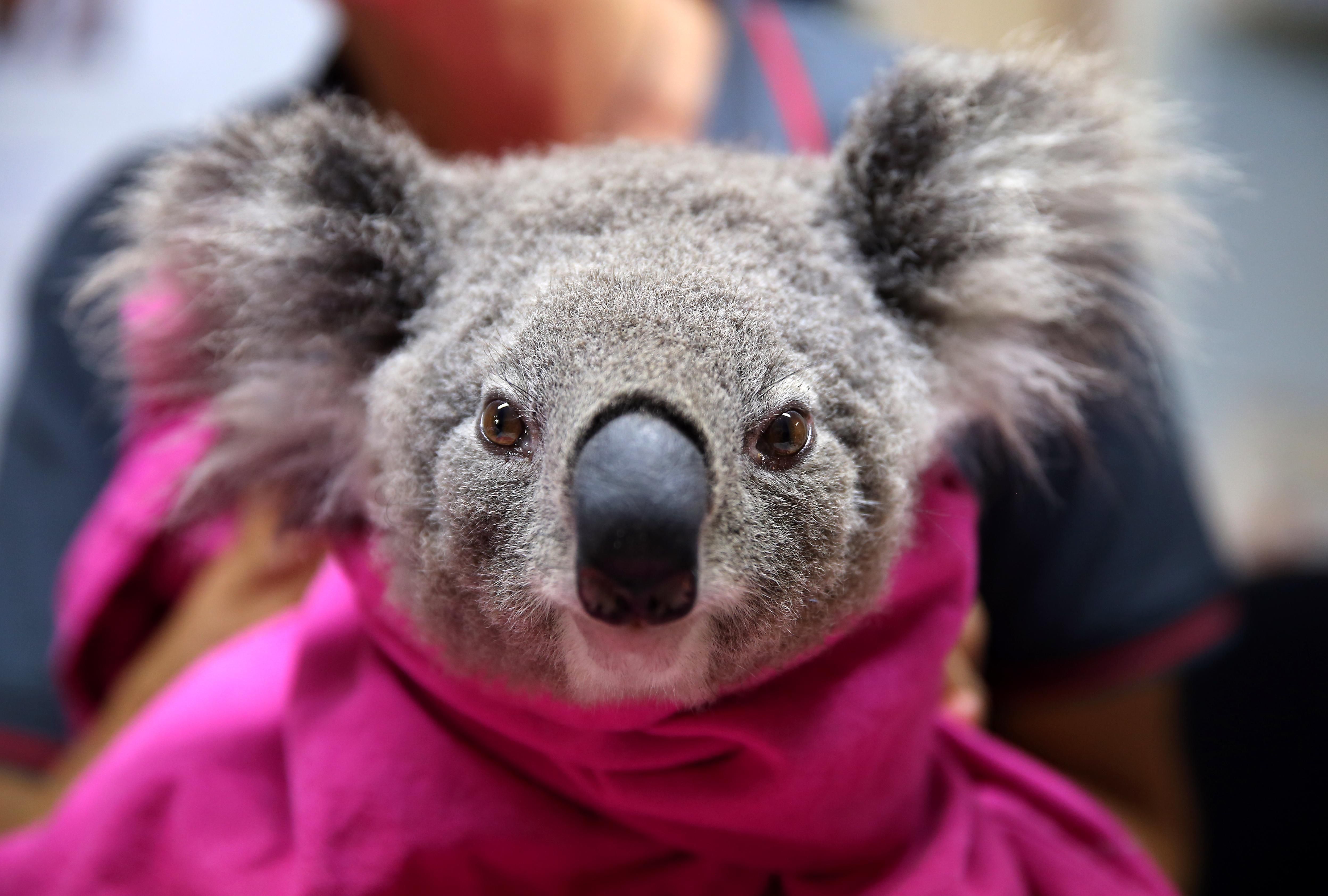 Как выглядят спасенные коалы от лесных пожаров в Австралии: фото из реабилитационного центра