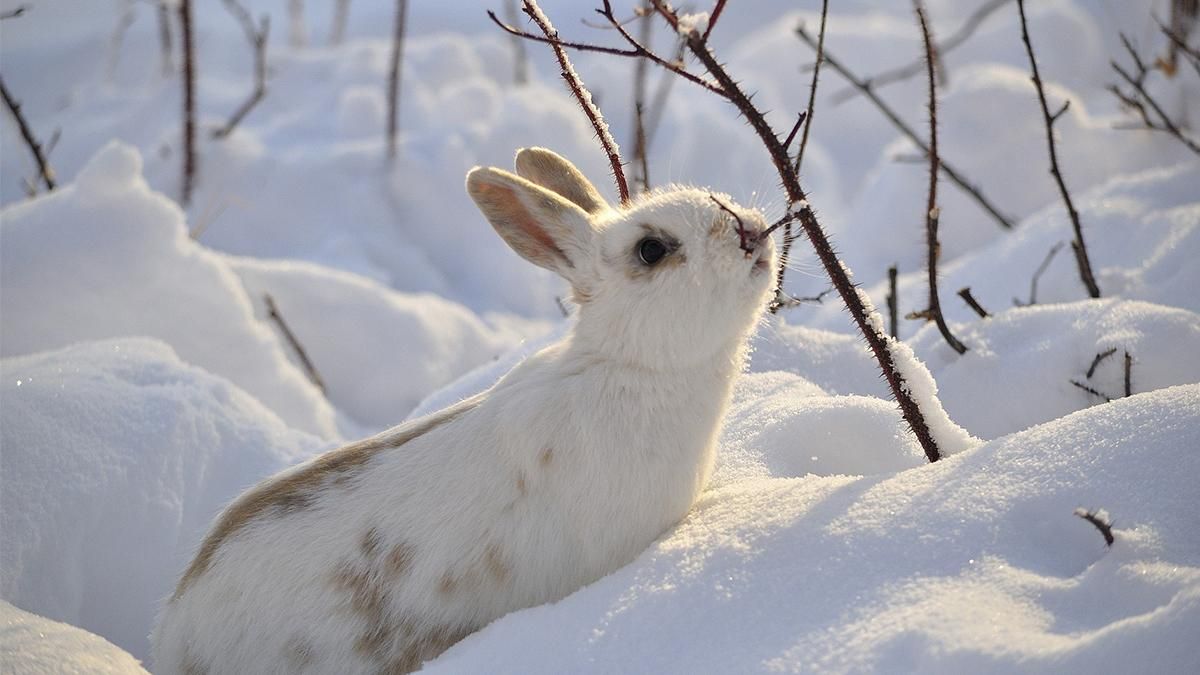 8 декабря 2019 – какой праздник в Украине и что нельзя 8 декабря 2019 – какой праздник в Украине и что нельзя