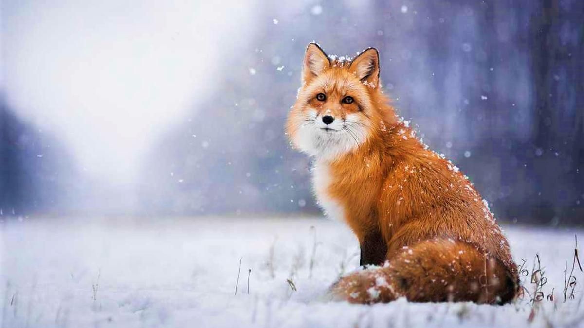 15 декабря 2019 – какой праздник в Украине и что нельзя 15 декабря 2019 – какой праздник в Украине и что нельзя