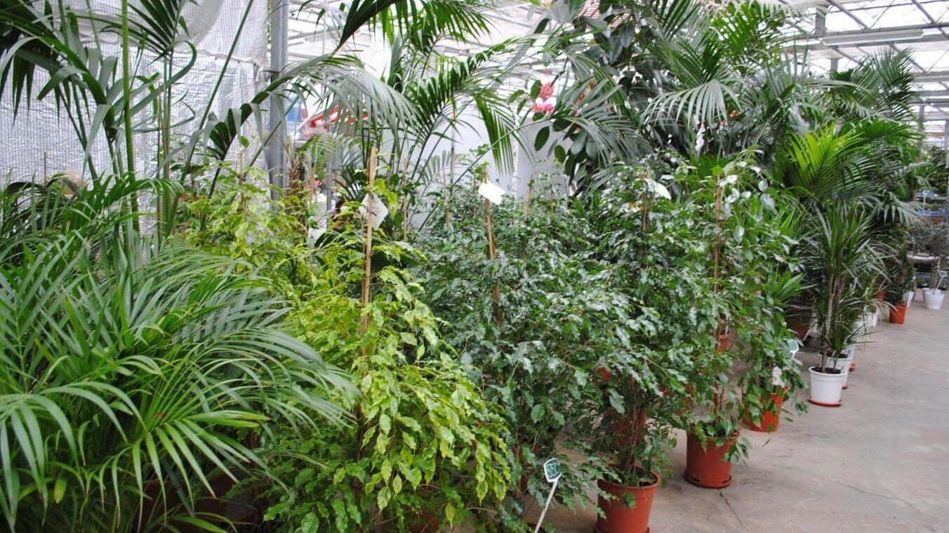 Кімнатні рослини в квартирі – каталог: рослини в спальню Кімнатні рослини в квартирі – каталог: рослини в спальню