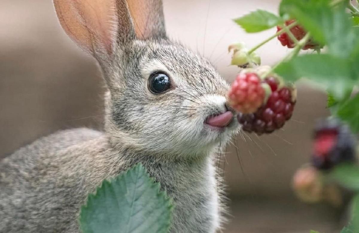 Телеканал Discovery показал подборку лучших фото дикой природы за 2019 год Телеканал Discovery показал подборку лучших фото дикой природы за 2019 год