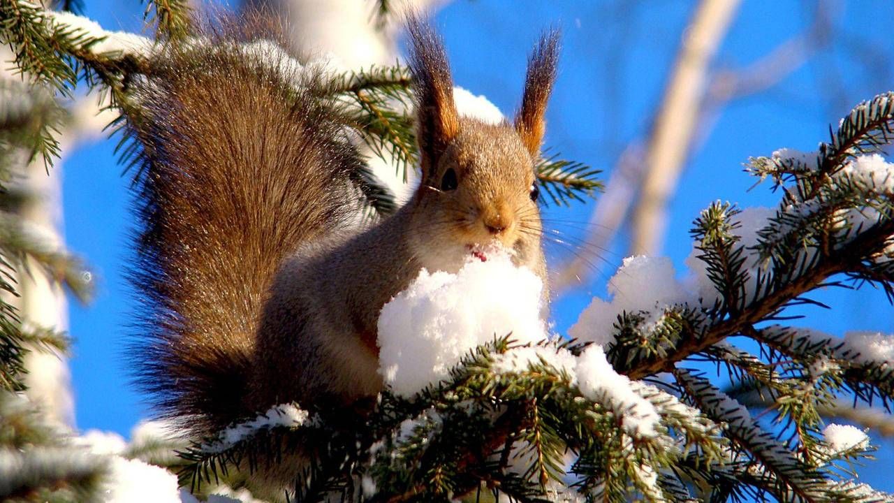 5 лютого 2020 свято – яке свято, що не можна робити 5 лютого 2020 свято – яке свято, що не можна робити