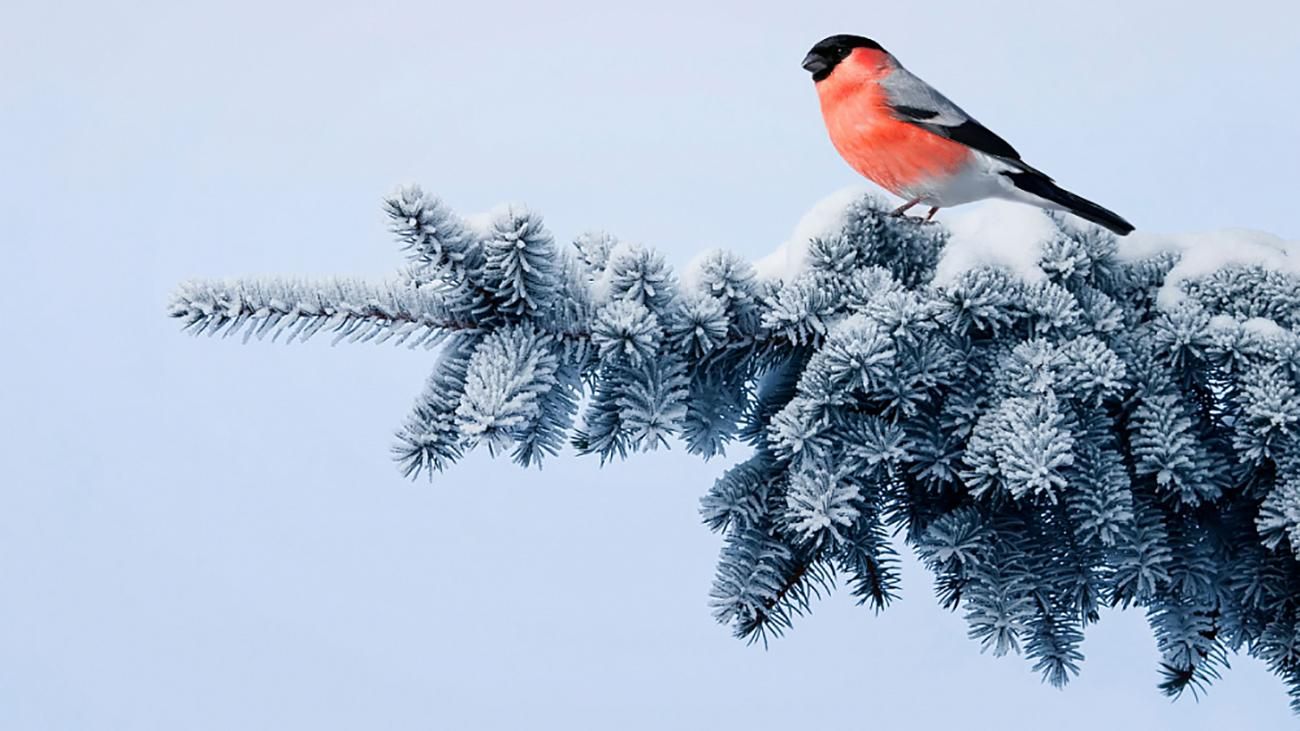 19 лютого 2020 свято – яке свято, що не можна робити 19 лютого 2020 свято – яке свято, що не можна робити