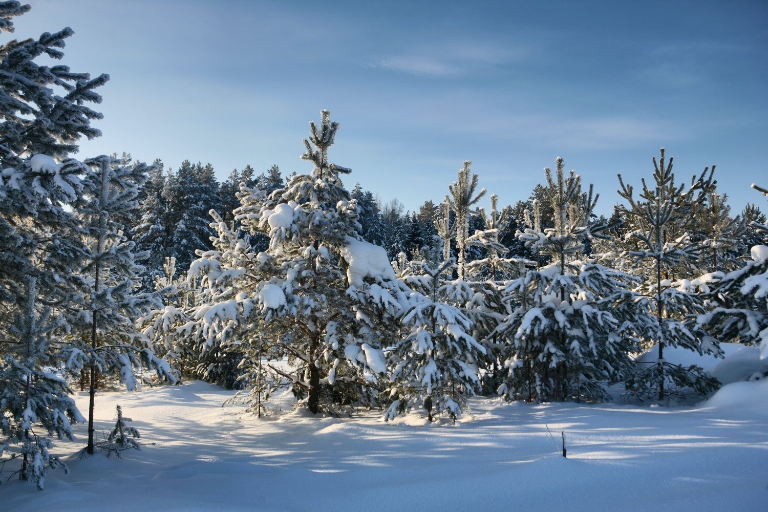 21 февраля 2020 праздник – какой праздник и что нельзя делать 21 февраля 2020 праздник – какой праздник и что нельзя делать