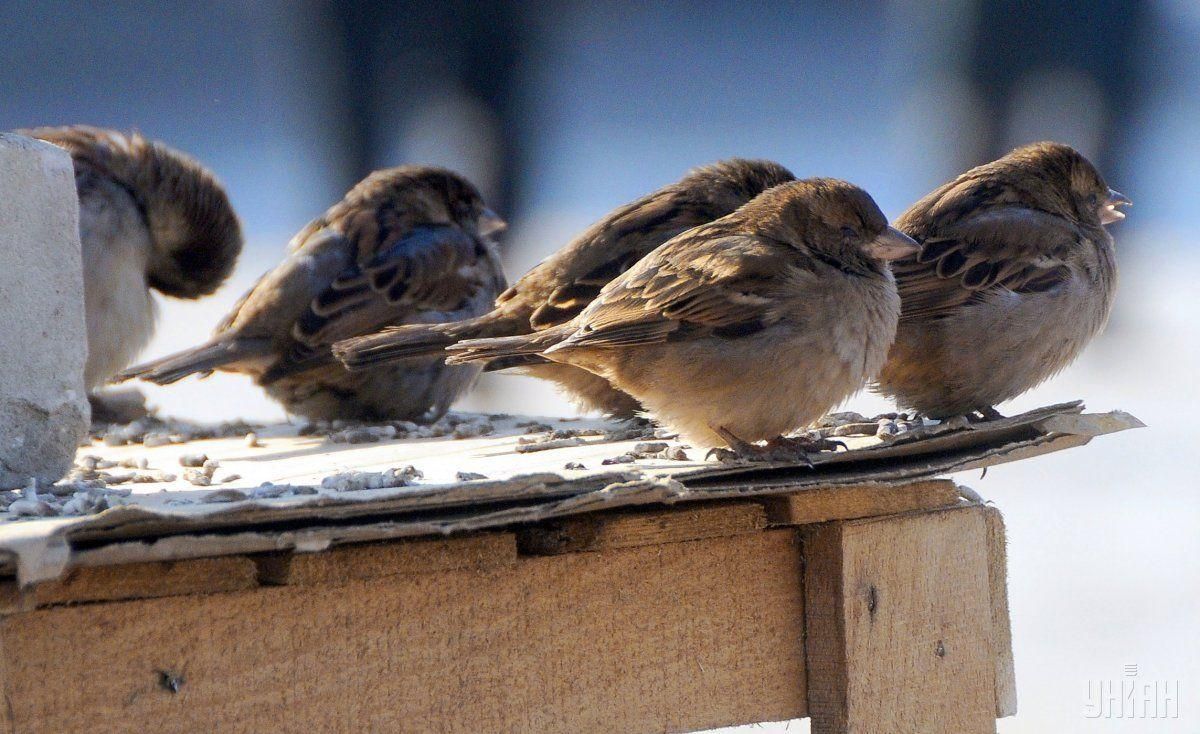 1 березня 2020 свято – яке свято, що не можна робити 1 березня 2020 свято – яке свято, що не можна робити