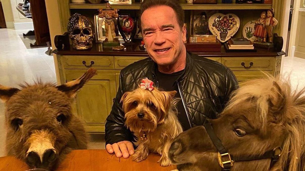 Арнольд Шварценеггер пришел на работу с ослами: смешное видео Арнольд Шварценеггер пришел на работу с ослами: смешное видео