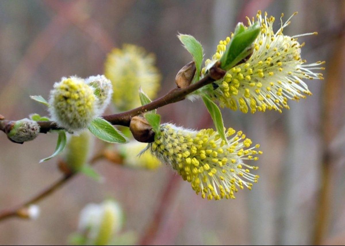 14 березня 2020 свято – яке свято, що не можна робити 14 березня 2020 свято – яке свято, що не можна робити