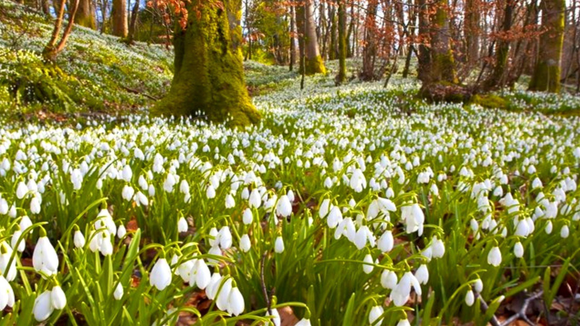 19 марта 2020 праздник – какой праздник и что нельзя 19 марта 2020 праздник – какой праздник и что нельзя