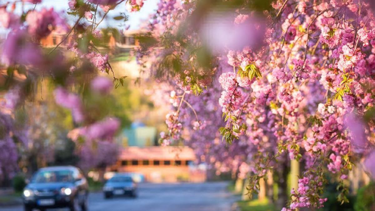 В Ужгороде зацвели сакуры: впечатляющие фото из "розового" города