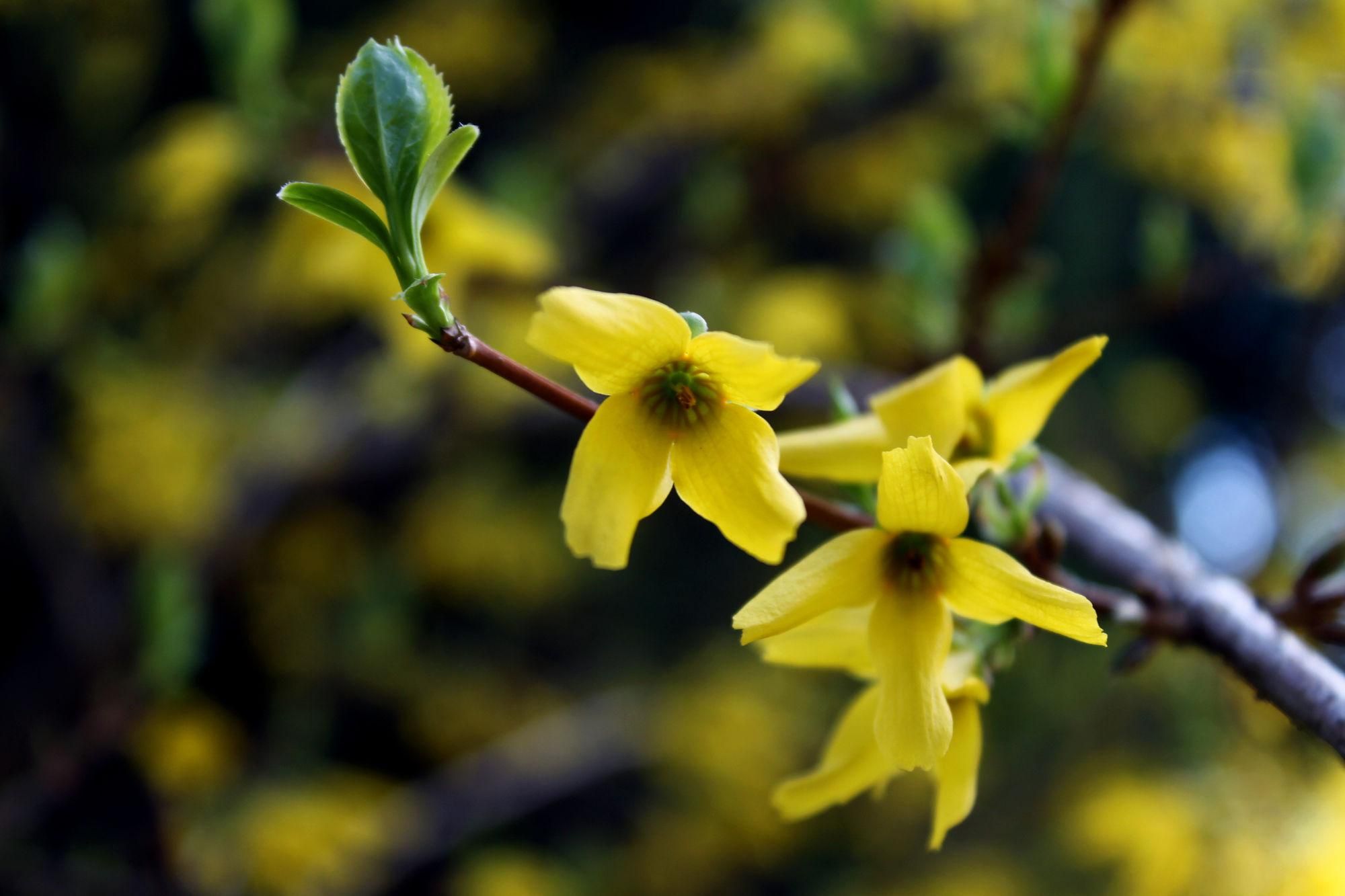 22 апреля 2020 праздник – какой праздник и что нельзя 22 апреля 2020 праздник – какой праздник и что нельзя