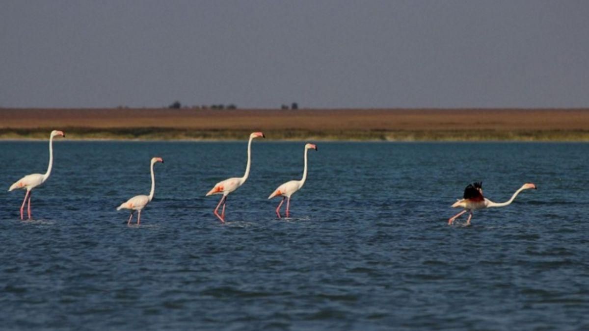 В Николаевской области впервые появились розовые фламинго: фото