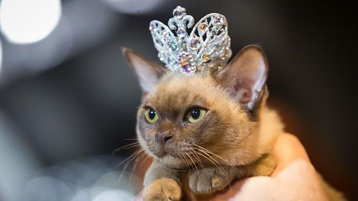 Що таке ЧСВ у молодіжному сленгу – значення слова ЧСВ Що таке ЧСВ у молодіжному сленгу – значення слова ЧСВ