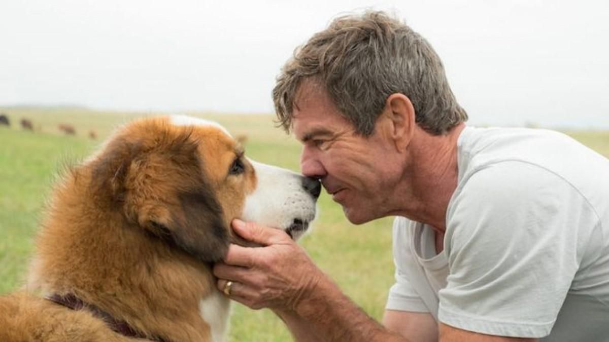 Хорошие фильмы про собак: подборка комедий о домашних любимцах