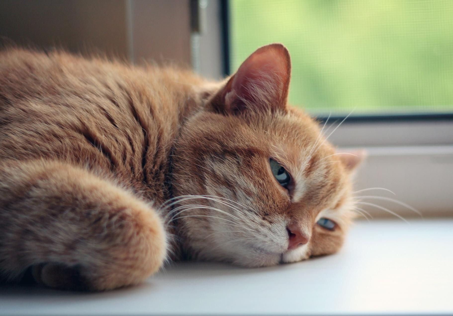 14 июня 2020 – какой праздник и что нельзя 14 июня 2020 – какой праздник и что нельзя