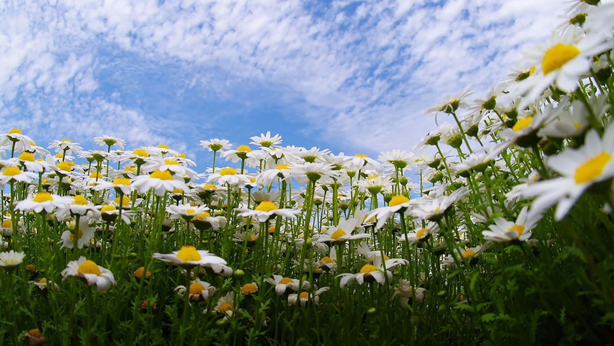 22 июня 2020 – какой праздник и что нельзя делать 22 июня 2020 – какой праздник и что нельзя делать