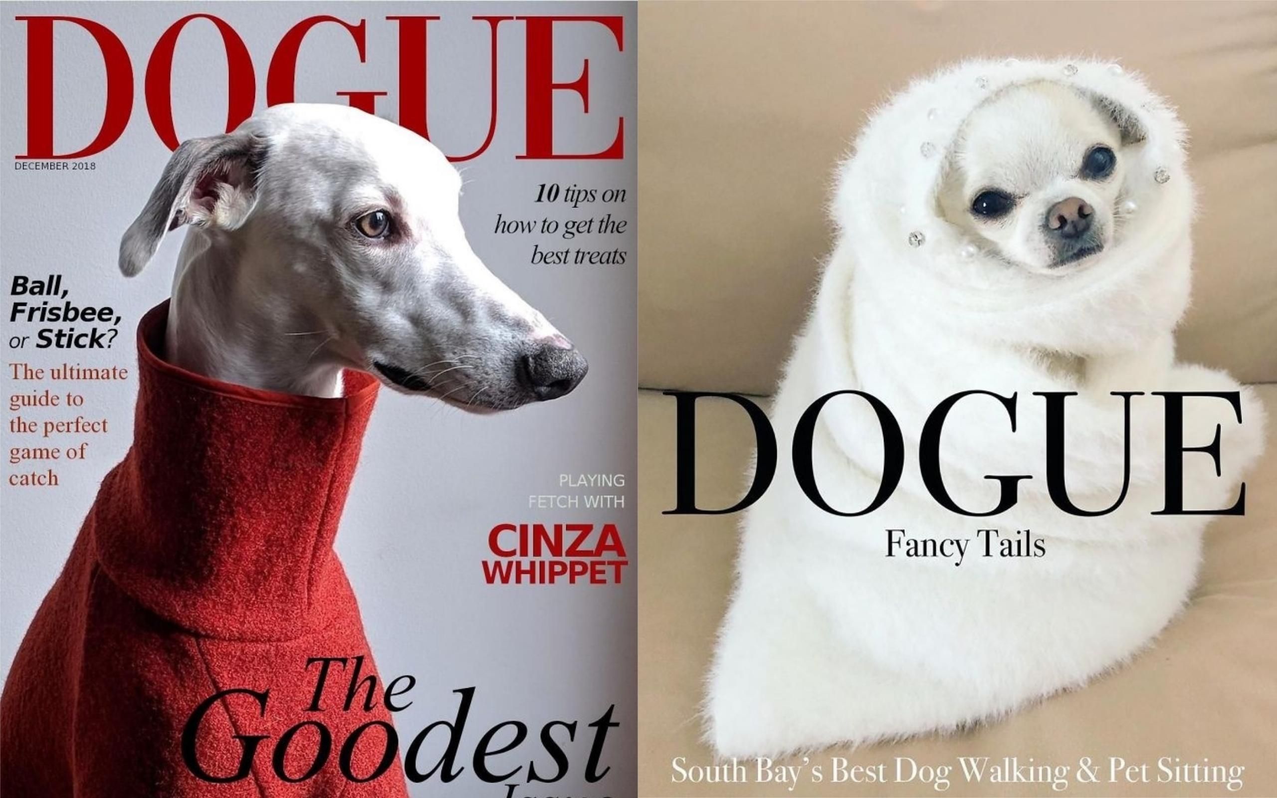 Если бы собаки были звездами журнала Dogue:  сеть захватил тренд с фото собак в стиле Vogue
