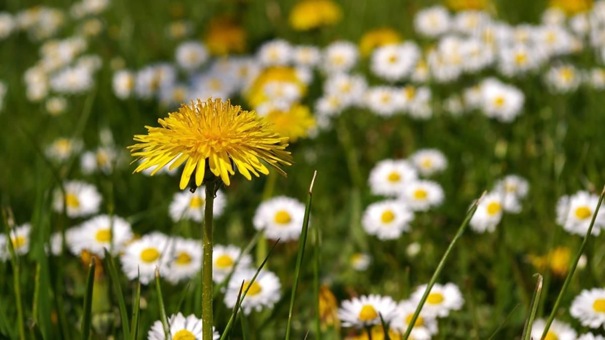 23 червня 2020 – яке свято та що не можна робити 23 червня 2020 – яке свято та що не можна робити