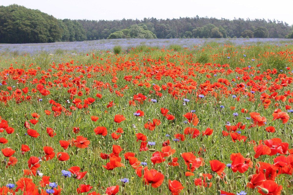 1 июля 2020 праздник – какой праздник и что нельзя делать 1 июля 2020 праздник – какой праздник и что нельзя делать