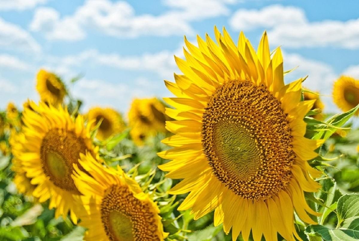 20 июля 2020 – какой праздник и что нельзя 20 июля 2020 – какой праздник и что нельзя