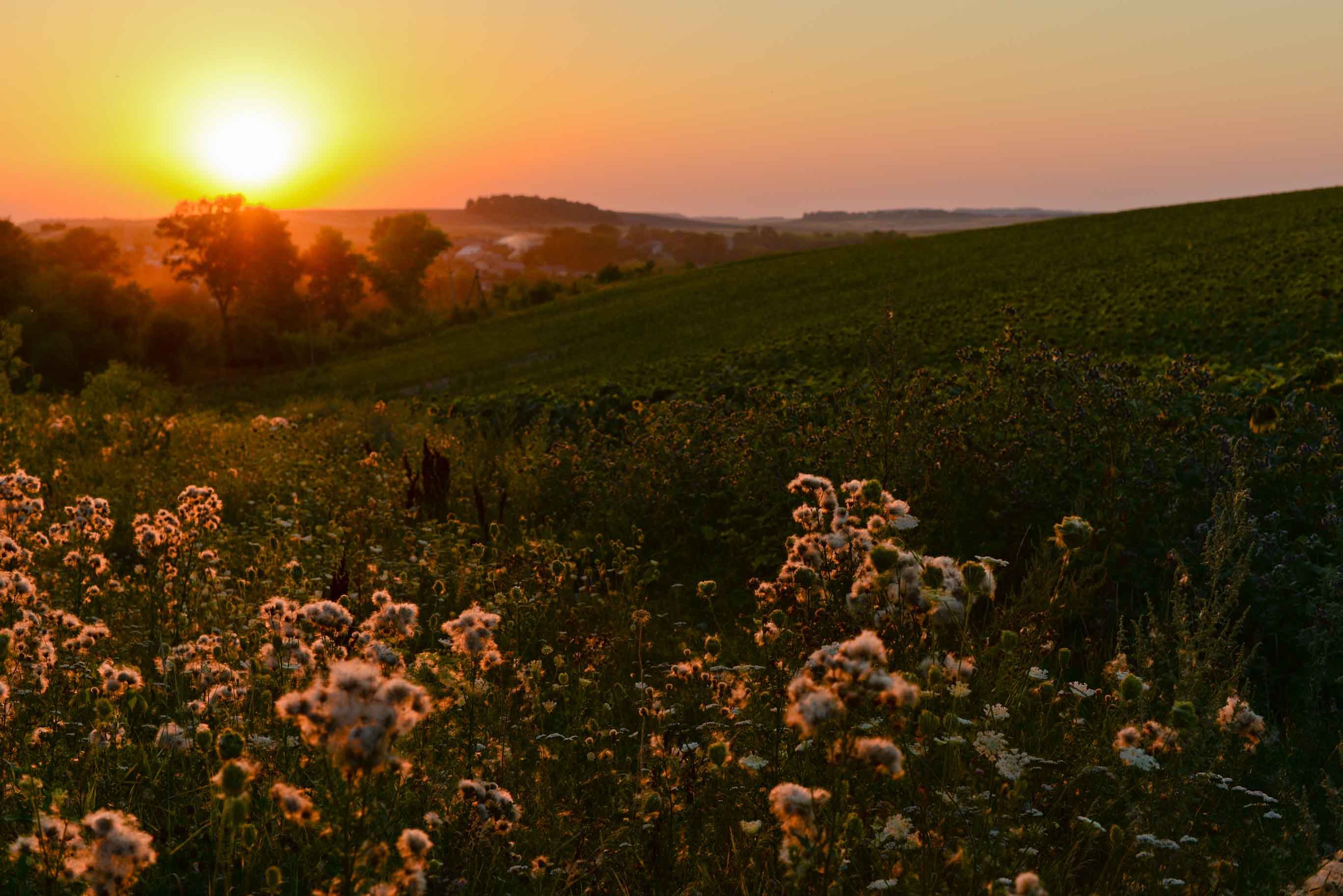 16 серпня 2020 – яке сьогодні свято, що не можна робити 16 серпня 2020 – яке сьогодні свято, що не можна робити