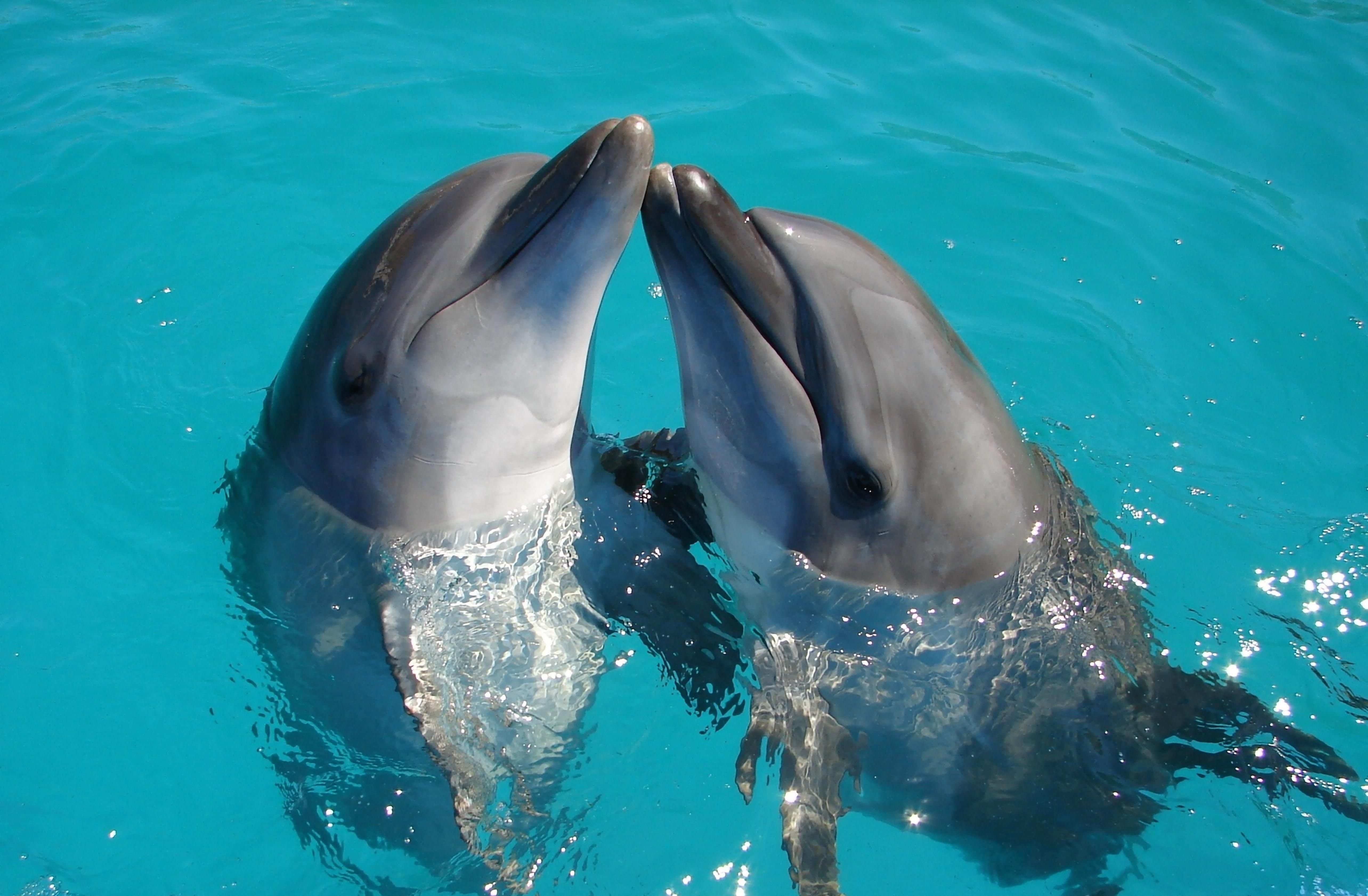 Чому не варто ходити в дельфінарії та вестись на ефективність терапій із ссавцями