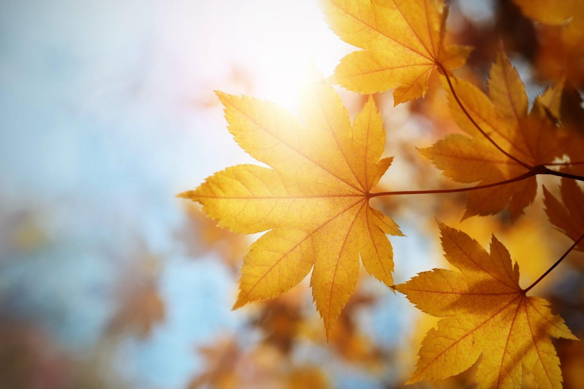 5 сентября 2020 – какой сегодня праздник и что нельзя делать 5 сентября 2020 – какой сегодня праздник и что нельзя делать