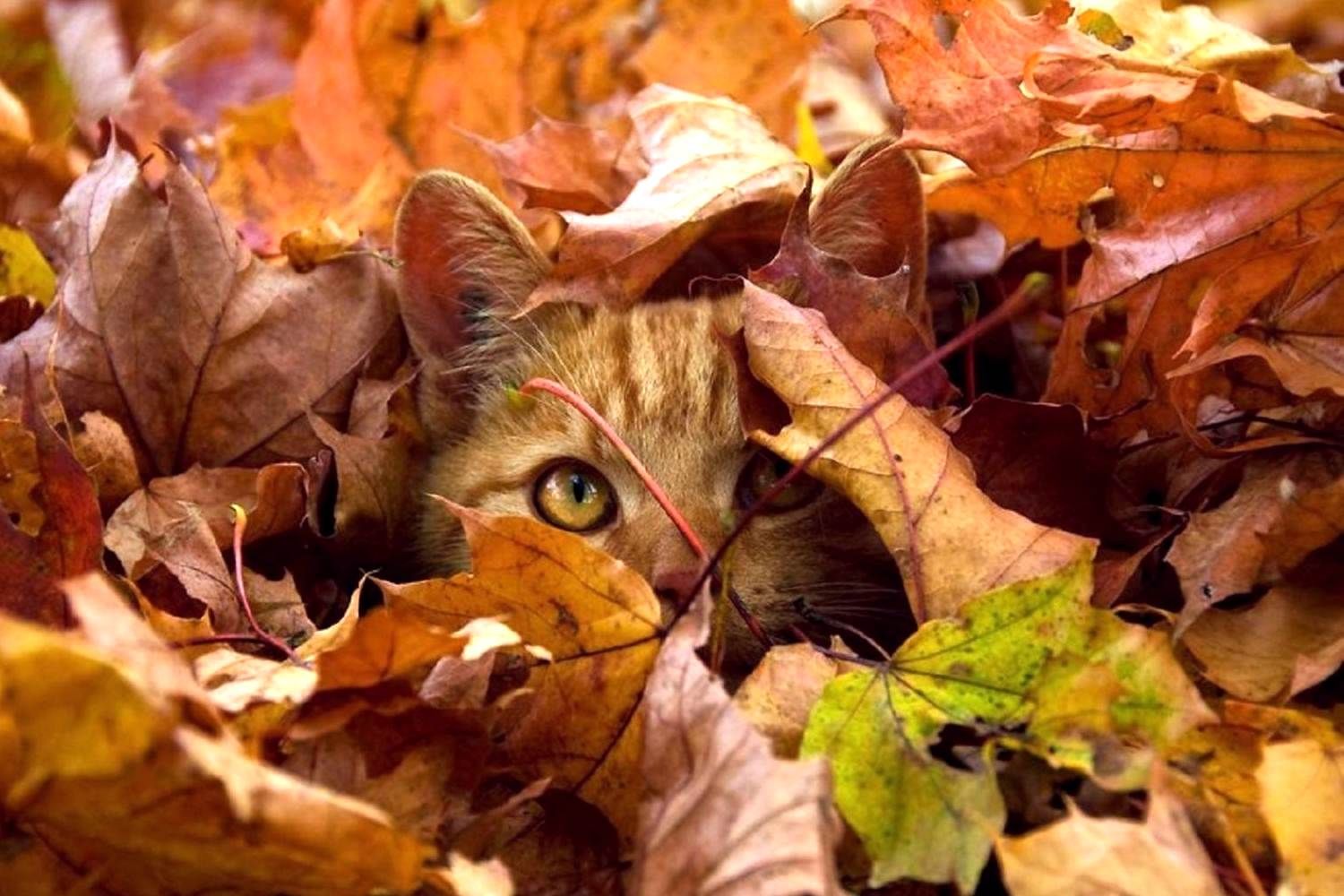 Выходные октбярь 2020, Украина – праздники выходные дни Выходные октбярь 2020, Украина – праздники выходные дни